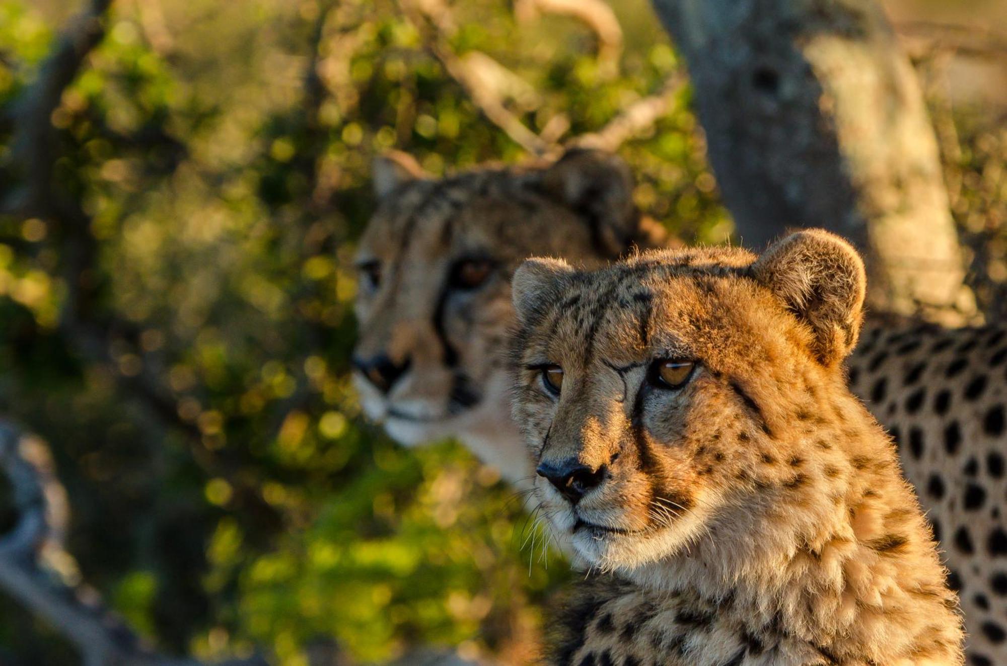Kwandwe Private Game Reserve - Great Fish River Lodge Grahamstown Exterior photo